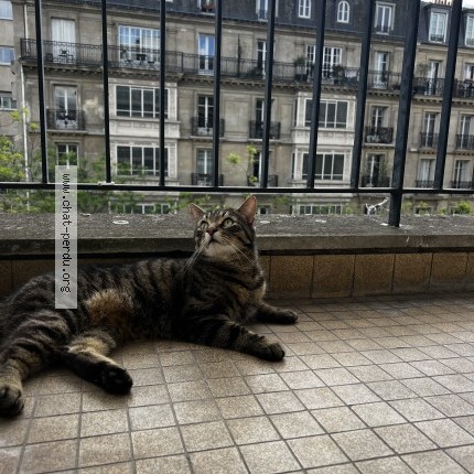 Photo of a cat found in Paris