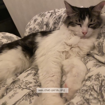 Photo of a cat found in Reichstett