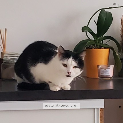 Photo of a cat found in Mareil Sur Loir