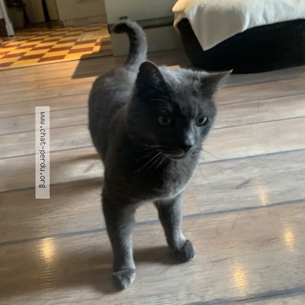 Photo of a cat found in Begles