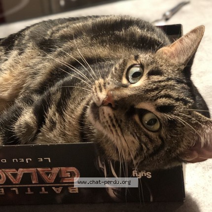 Photo of a cat found in Ermont