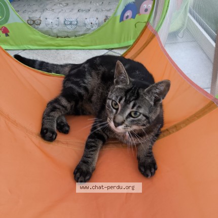Photo of a cat found in Montgeron