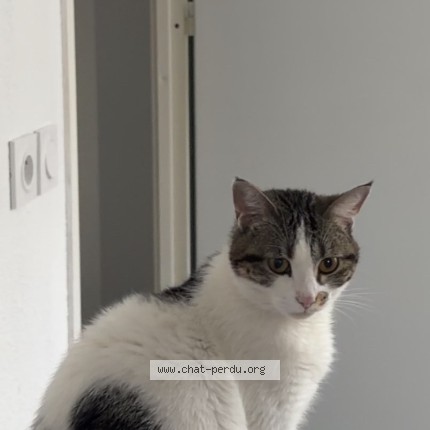 Photo of a cat found in Marseille