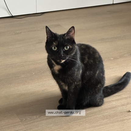 Photo of a cat found in Saint Parres Aux Tertres