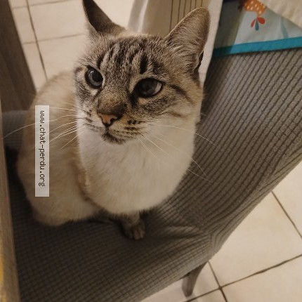 Photo of a cat found in Saint Etienne La Varenne