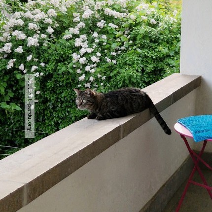 Photo of a cat found in Strasbourg