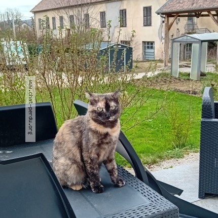 Photo of a cat found in Villers Saint Martin