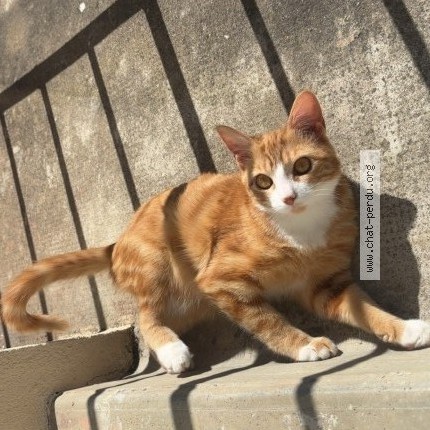 Photo of a cat found in Selles Sur Cher