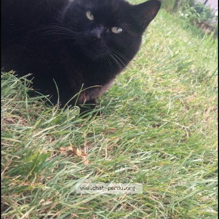 Photo of a cat found in Moulins Les Metz