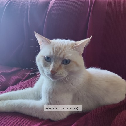 Photo of a cat found in Pont L Abbe