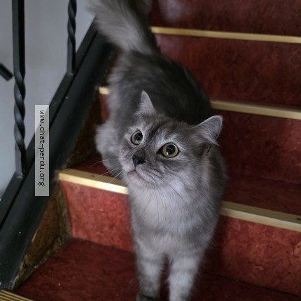 Foto 1/1 Luna Katze verloren in Lasauvage