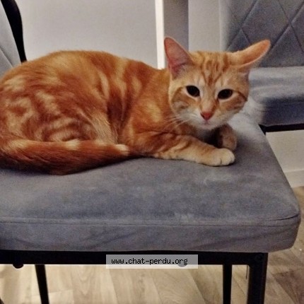 Photo of a cat found in Le Havre