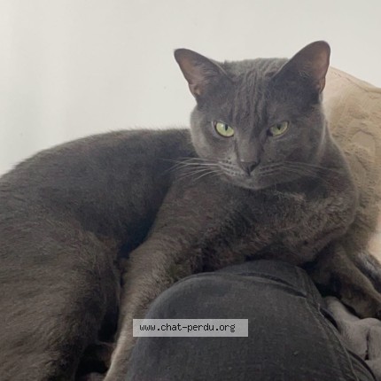 Photo of a cat found in Montpellier