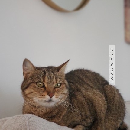 Photo of a cat found in Ploeren