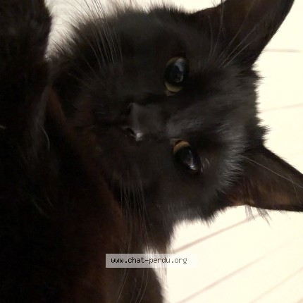 Foto 1/1 aélya Katze verloren in Vuadens