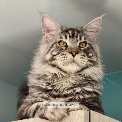 Photo of a cat found in Vernegues