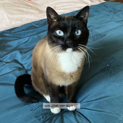 Photo of a cat found in Brest