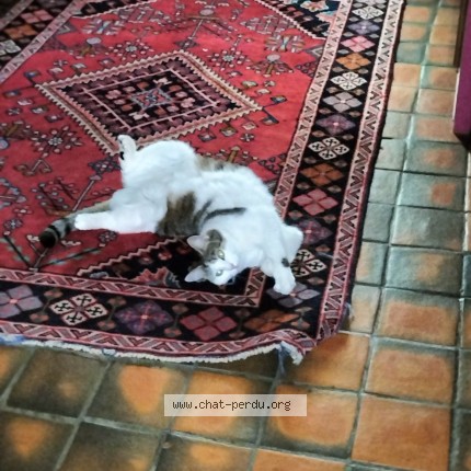 Photo of a cat found in Faulquemont