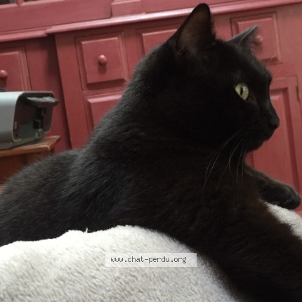 Photo of a cat found in Castelsarrasin