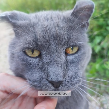 Photo of a cat found in Viviers Du Lac