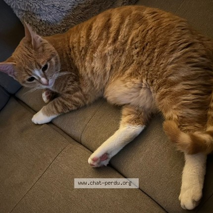 Photo of a cat found in Boulazac