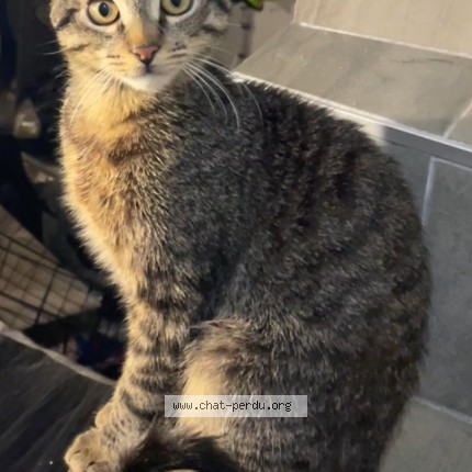 Photo of a cat found in La Noe Poulain