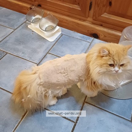 Photo of a cat found in Massy