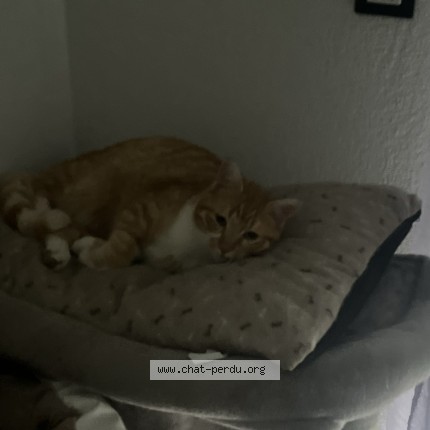 Photo of a cat found in Montbeton