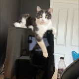 Max