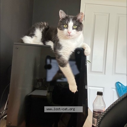 Photo of a cat found in Northampton