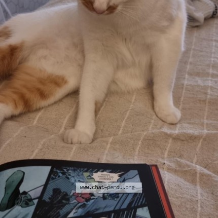 Photo of a cat found in Waltenheim Sur Zorn