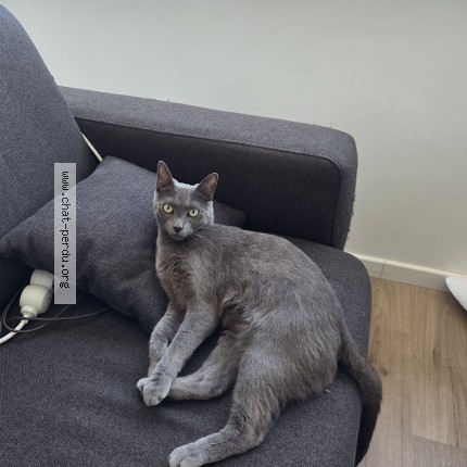 Photo of a cat found in Nantes