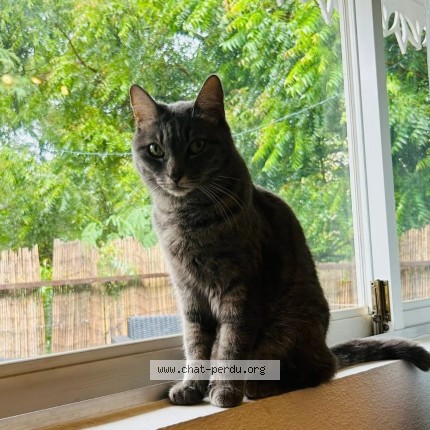 Photo of a cat found in Saint Barthelemy