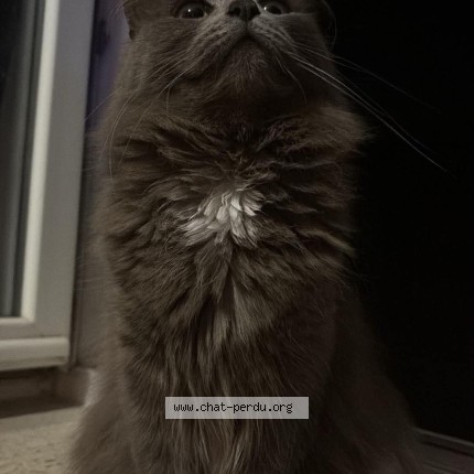 Photo of a cat found in Thuin