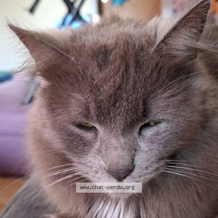 Foto 2/2 Kat teruggevonden Vermist in Thuin