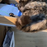 kitty