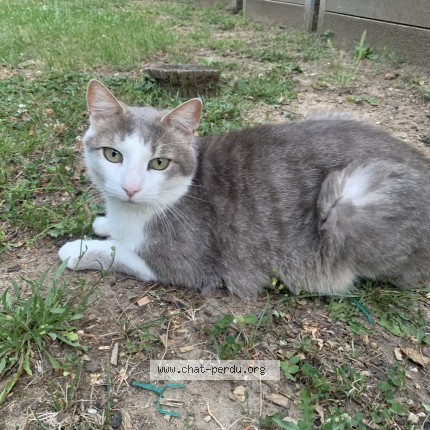 Photo of a cat found in Craponne
