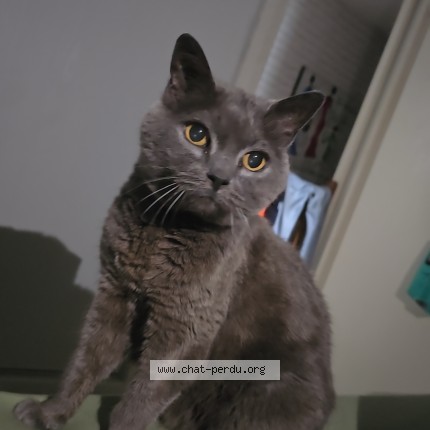 Photo of a cat found in Lannoy