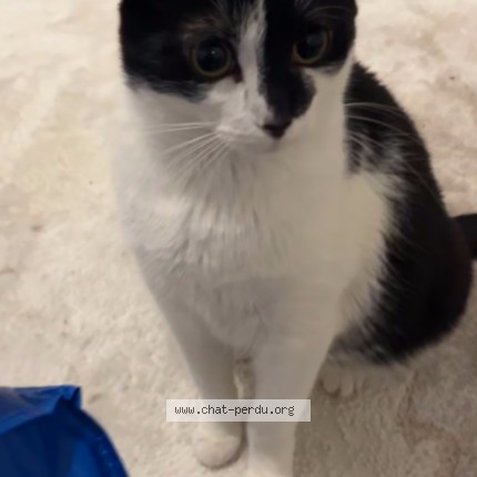 Foto 1/1 Chouquette Kat vermist in Waremme