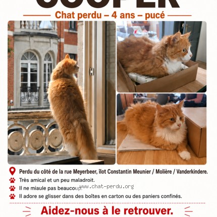 Photo of a cat found in Forest