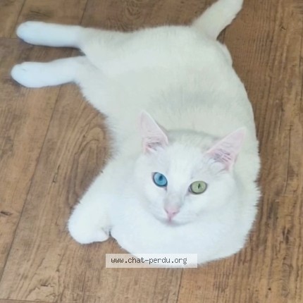 Photo of a cat found in Suresnes