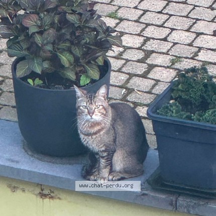 Foto 1/1 Kat gevonden Gevonden in Uccle