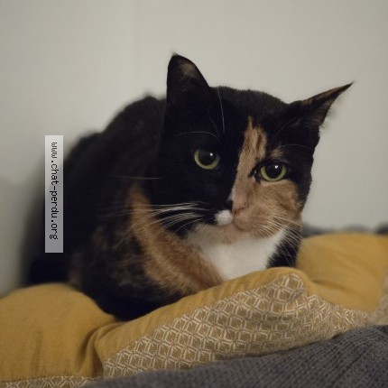 Photo of a cat found in Bayeux