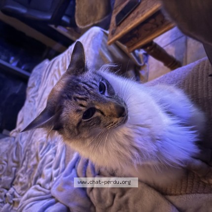 Photo of a cat found in Morainvilliers