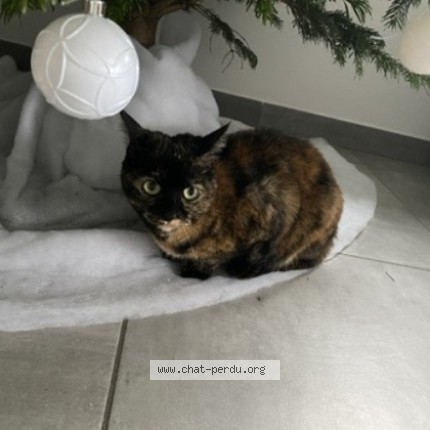 Photo of a cat found in Avrille
