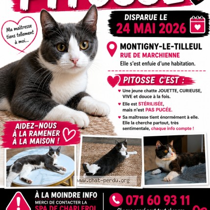 Photo of a cat found in Montigny Le Tilleul