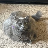 foofur