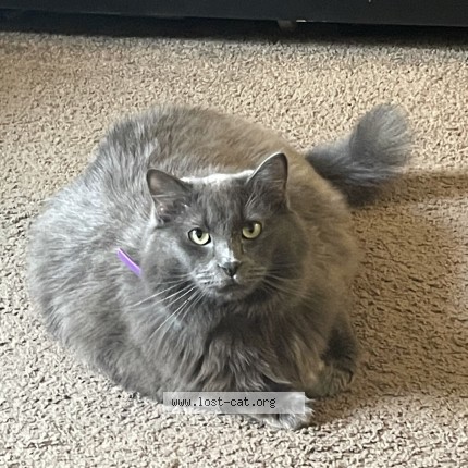 Picture of cat lost at Tucson