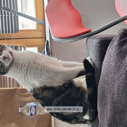 Foto 1/1 Nixie Kat vermist in Tournai