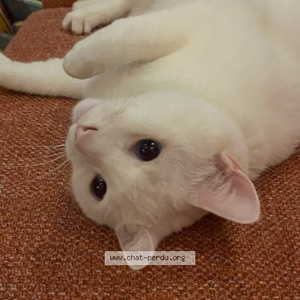 Picture of cat lost at St Bruno De Montarville